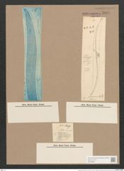 Pleurosigma formosum W.Sm. (de-Toni-Nr.: Genus 13, Species 1040) Zeichnungen Sammlung Grunow Nr. 2096 (NHMW-BOT-W0368967)